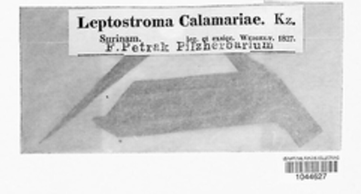 Leptostroma calamariae image